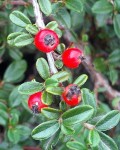 Cotoneaster horizontalis