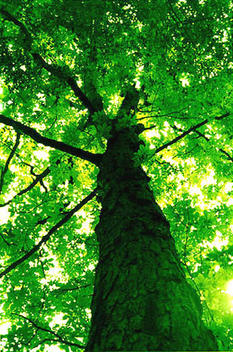 arbol