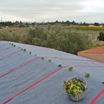 Nueva cubierta vegetal ultraligera