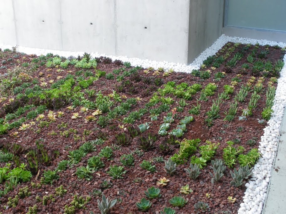 cubierta vegetal cubiertas vegetales techos verdes green roof temperaturas efecto isla de calor escorrentía vida natural