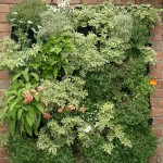 Primera cubierta vegetal de Villena - Alicante Forestal