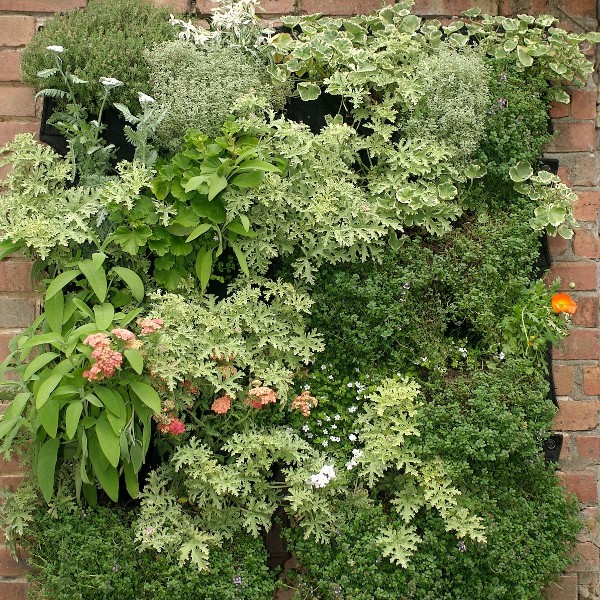 jardín vertical plantas comestibles aromáticas verduras cocina jardines verticales green wall