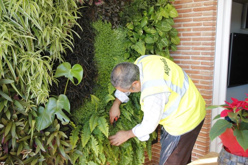mantenimiento de jardines verticales mantenimiento de jardín vertical paredes verdes ecosistemas verticales green wall cuidados limpieza poda tratamientos fitosanitarios orgánicos