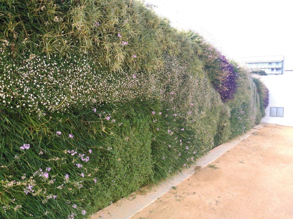 Jardín vertical en Cádiz el día 1 de Septiembre de 2016