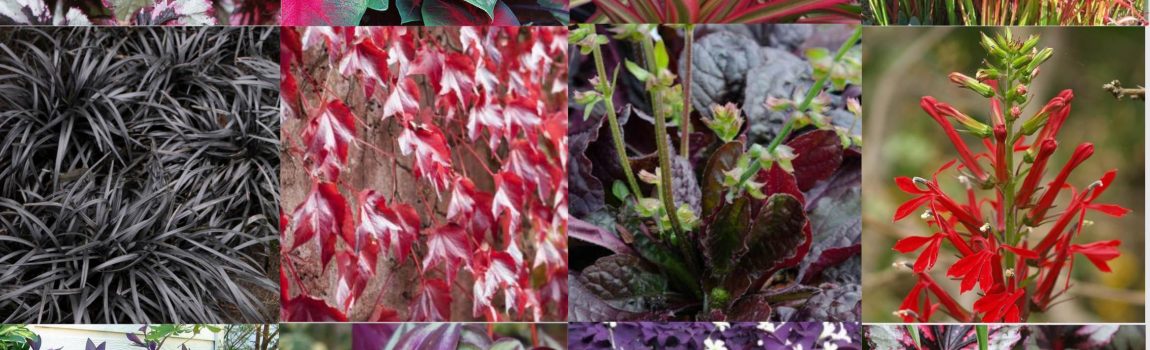Especies de hoja roja para jardines verticales