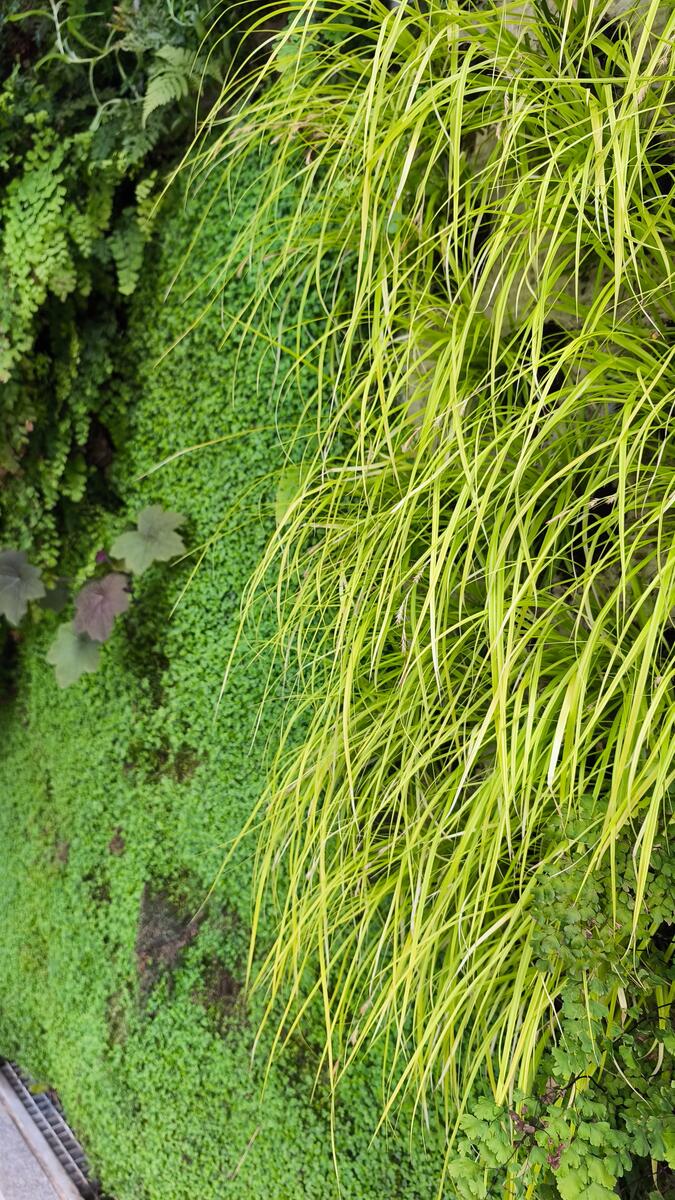 Detalle de plantas en jardín vertical de Madrid incluyendo Heucheras y helechos